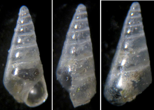 Nanobalcis nana?